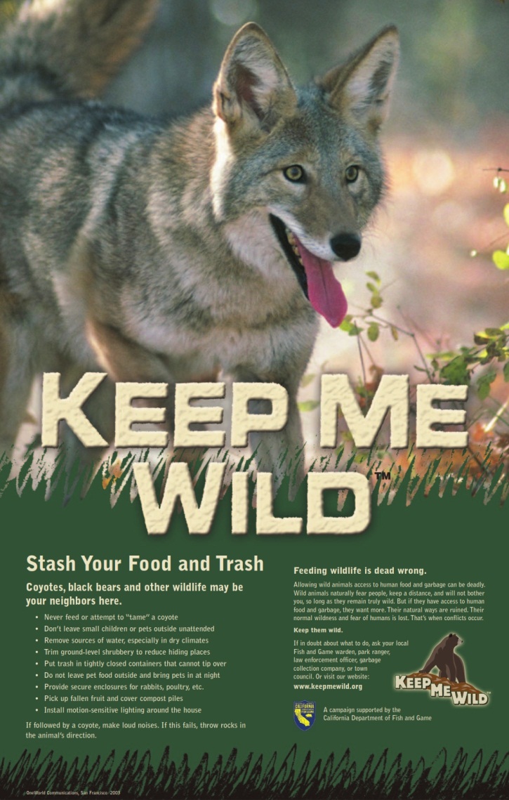 coyoteposter