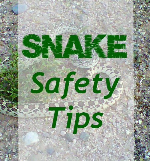 East-Valley-Mom-Guide-Snake-Safety-Tips