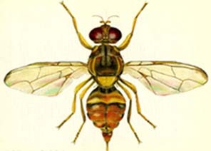 Guava Fruit Fly image